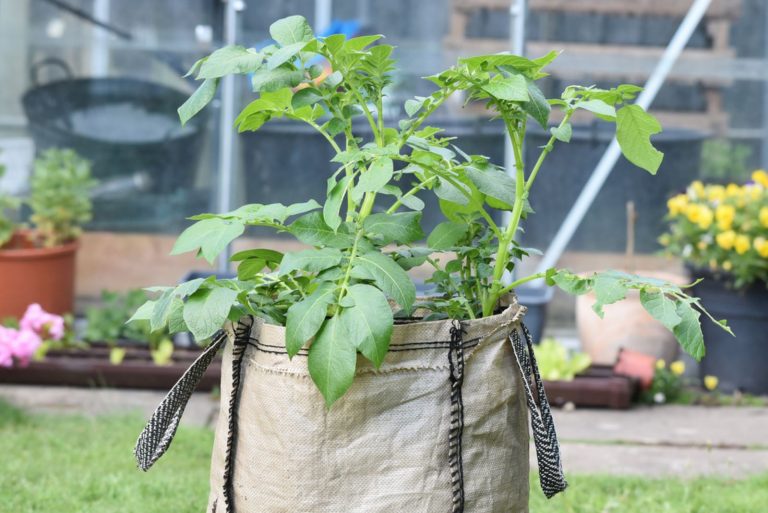 potato growing in a plant
