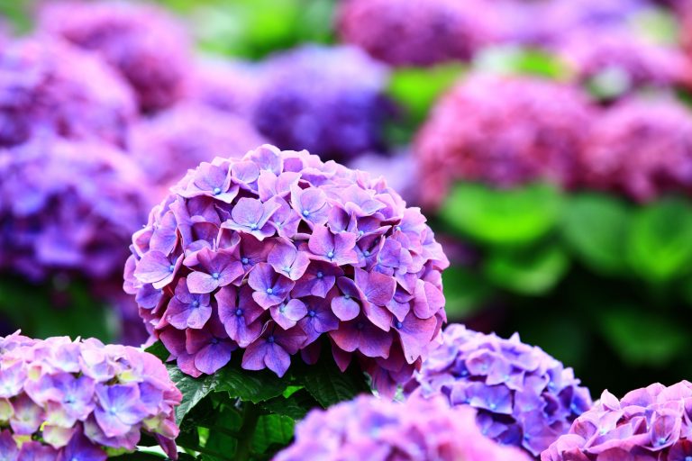 6 Gorgeous Types Of Hydrangeas For Your Garden Oasis