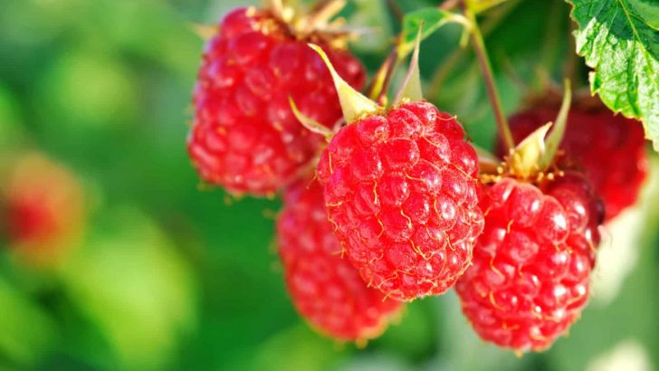 6 Tips For Starting New Raspberry Canes For A Bountiful Harvest