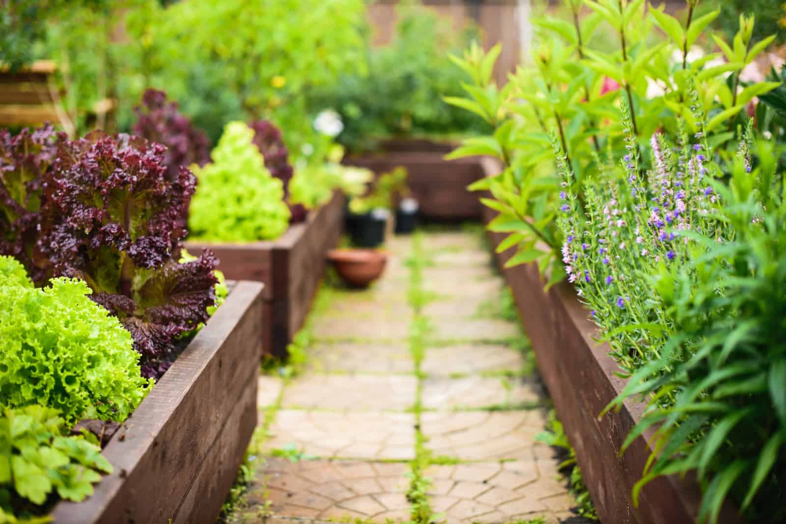 6 Tips To Help You Fill Raised Garden Beds And Get A Large Harvest