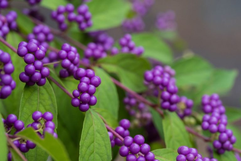 beautiful beautyberries