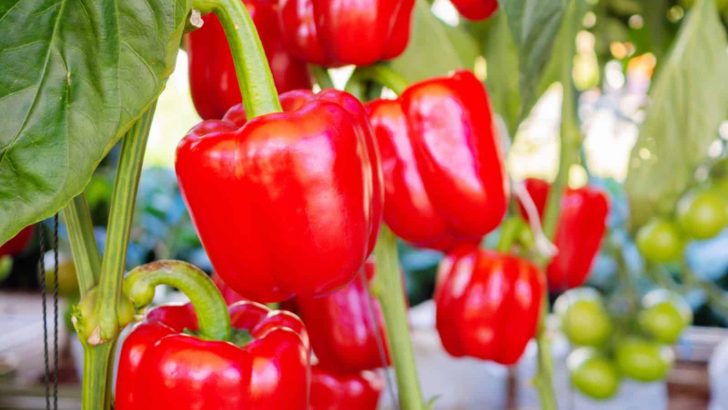 8 Effective Tips For Growing Lots Of Peppers In Your Garden