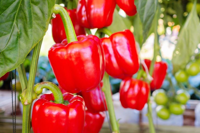 red peppers in garden