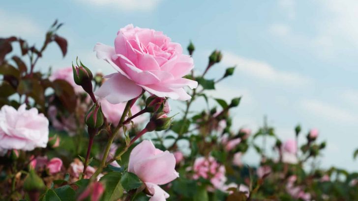 8 Proven Strategies To Get More Rose Blooms