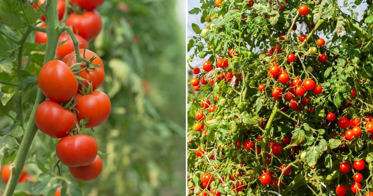 8 Simple Strategies To Get More Tomatoes And Boost Your Harvest