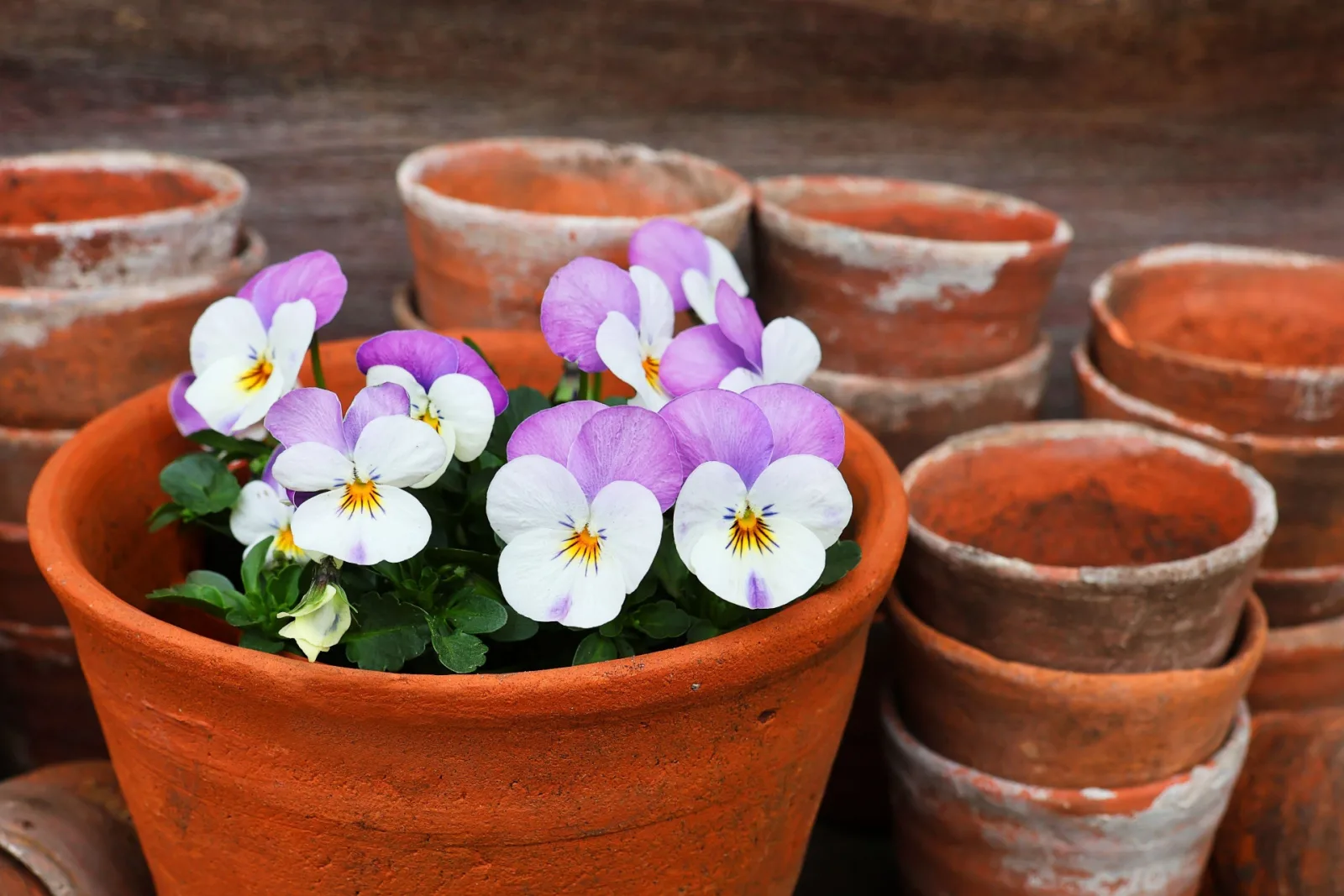 Pansy flowers in a terracotta pot on a table