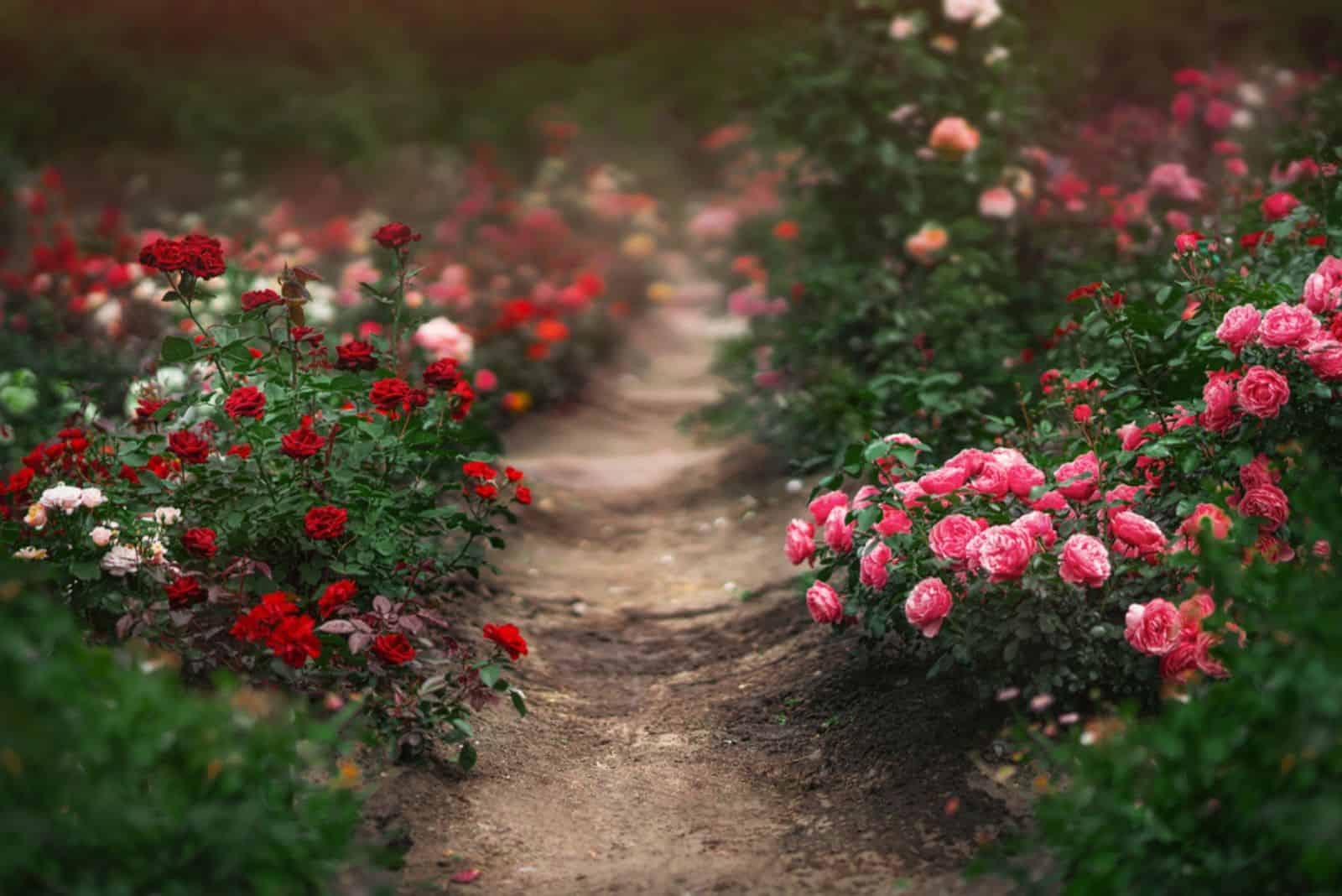 9 Captivating Ideas For Landscaping With Knock Out Roses