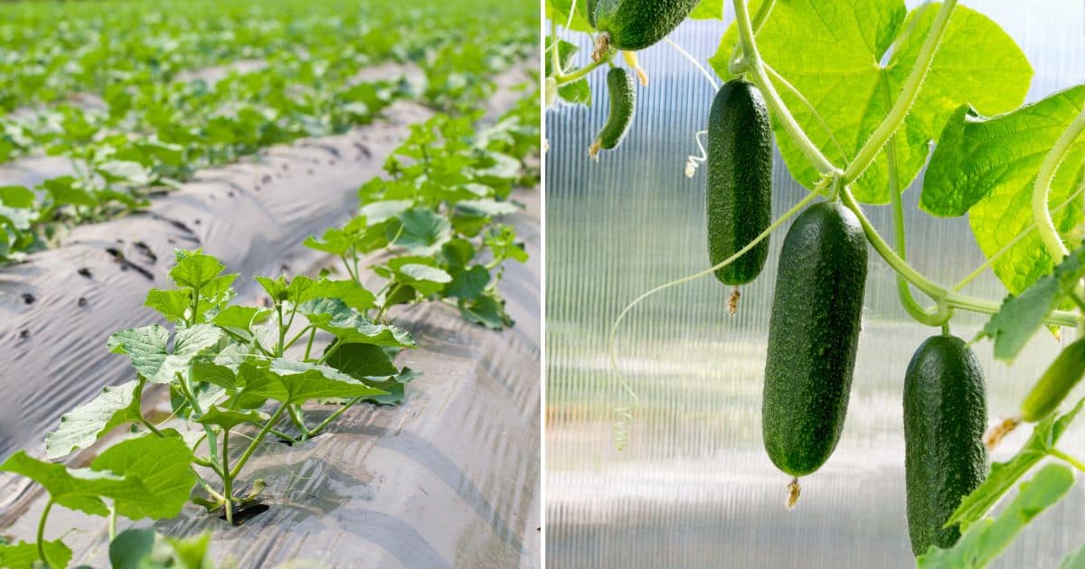 9 Expert Tips For Growing Perfect Cucumbers in Your Garden