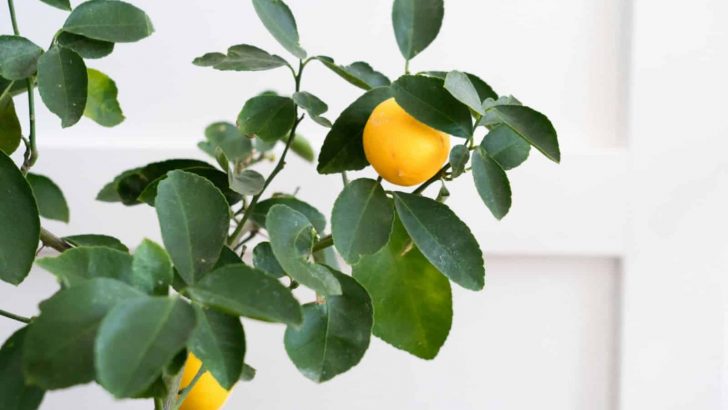 9 Fruit Trees That Can Grow And Thrive Indoors