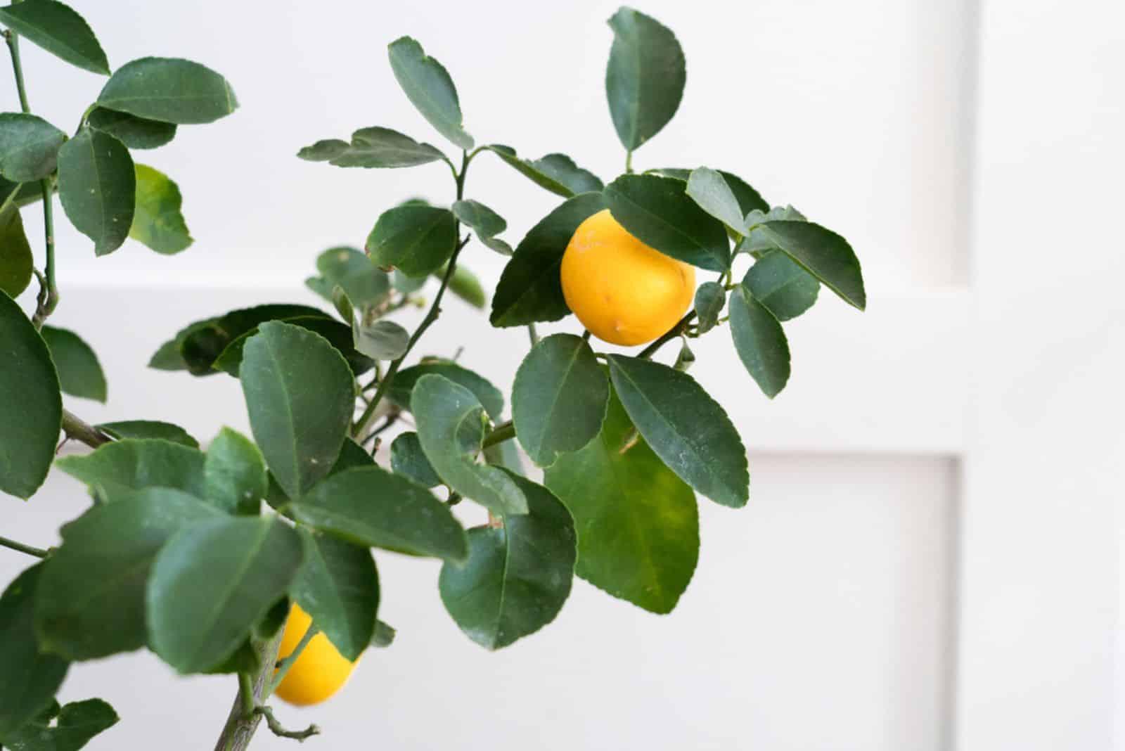 fruit trees that can grow indoors