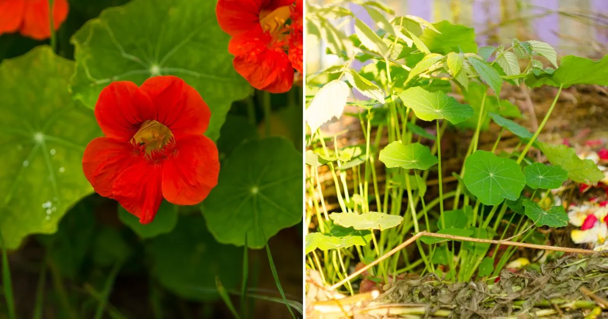 Growing Nasturtiums