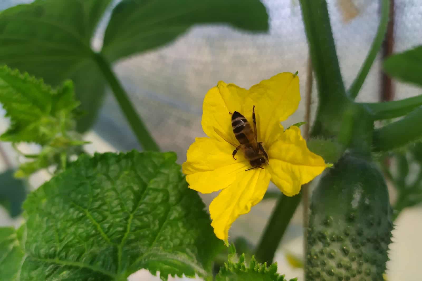 A bee pollinates a yellow cucumber flower in a greenhouse