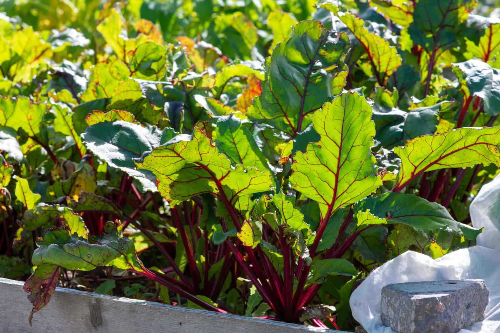 A bunch of Swiss chard and beets with bright green leaves
