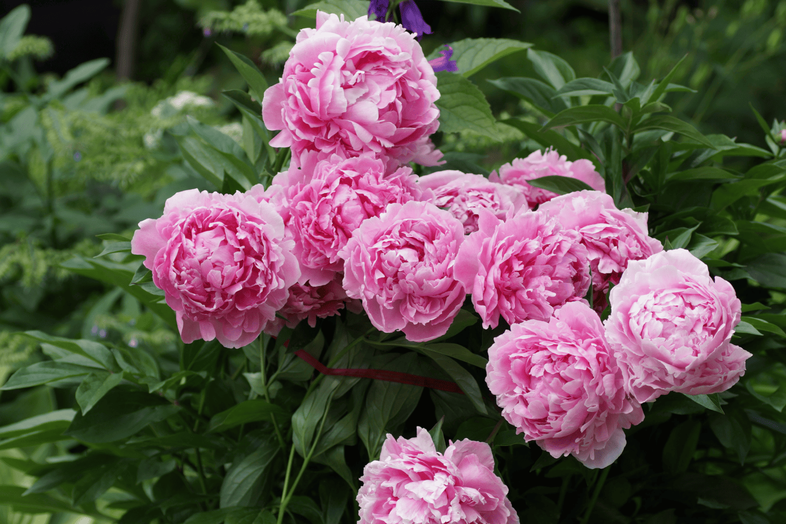 A bush of pink double peonies blooms in the garden