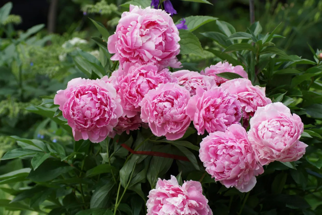 21 Longest Blooming Perennials For A Never-Ending Season