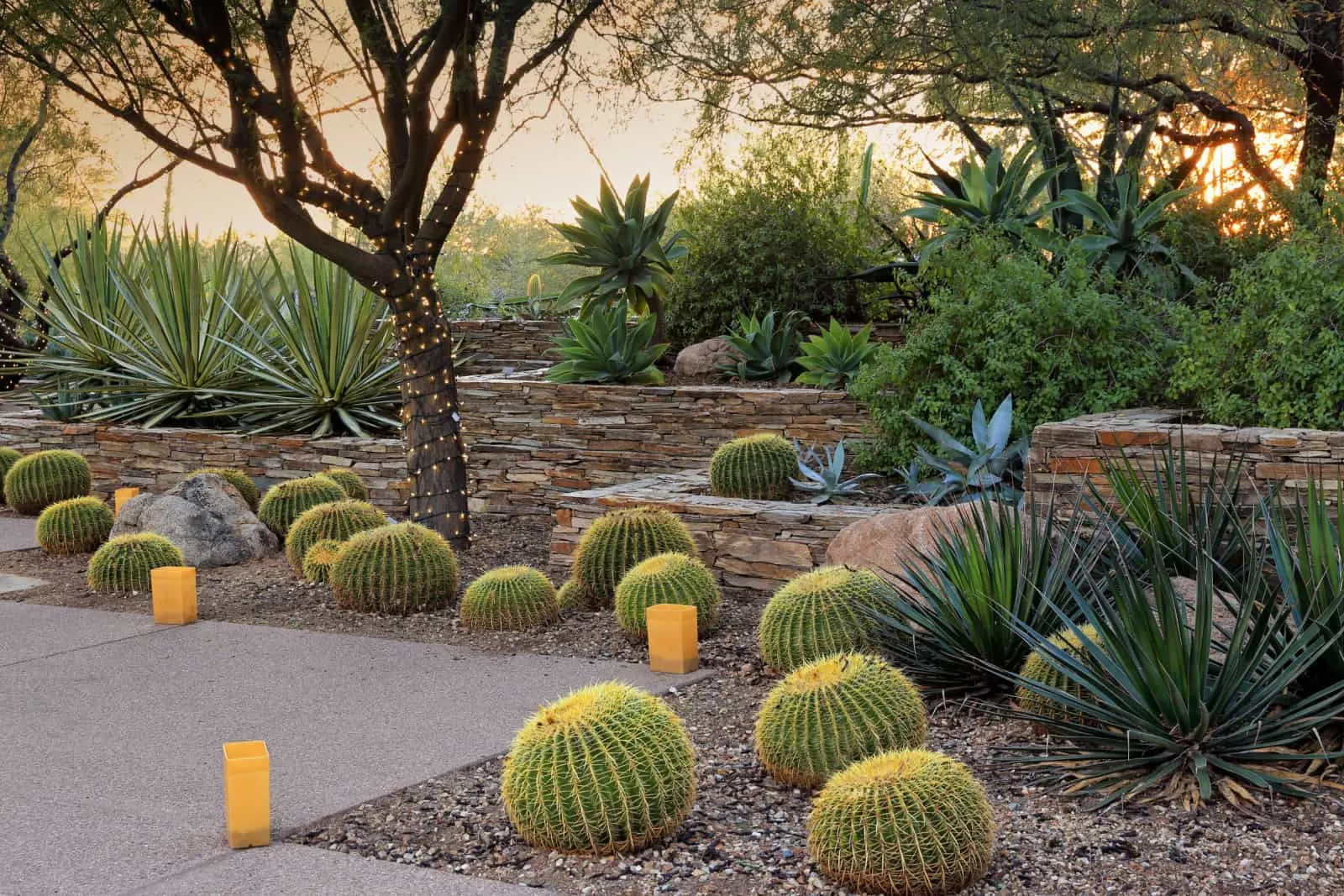 A cactus garden after sunset