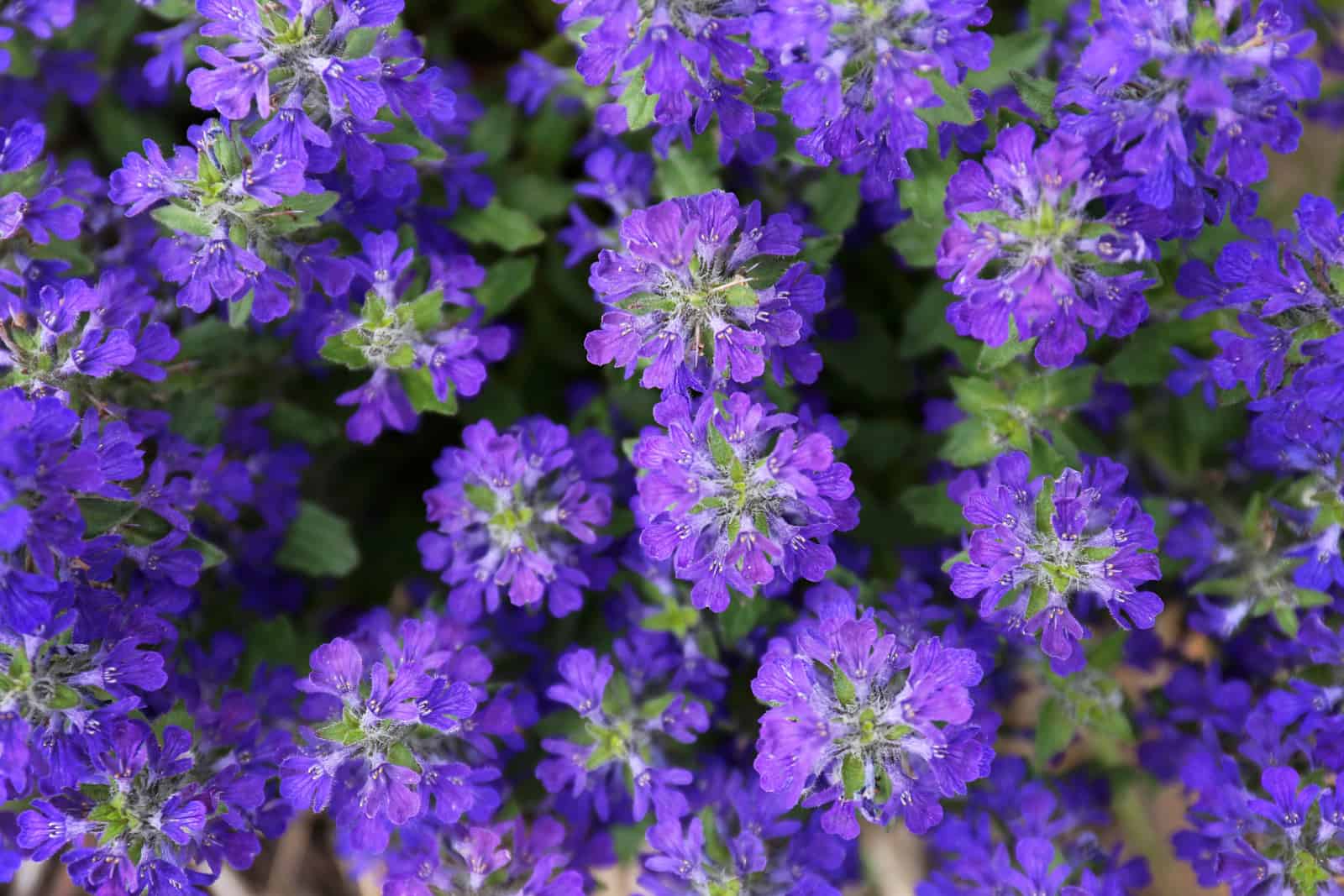A closeup on the garden plant Purple Ajuga, or Bugleweed groundcover flowers