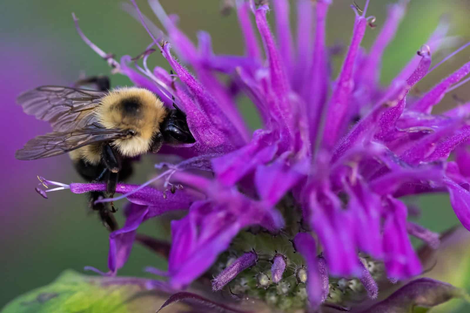 A common eastern bumblebee gathering nectar from bee balm