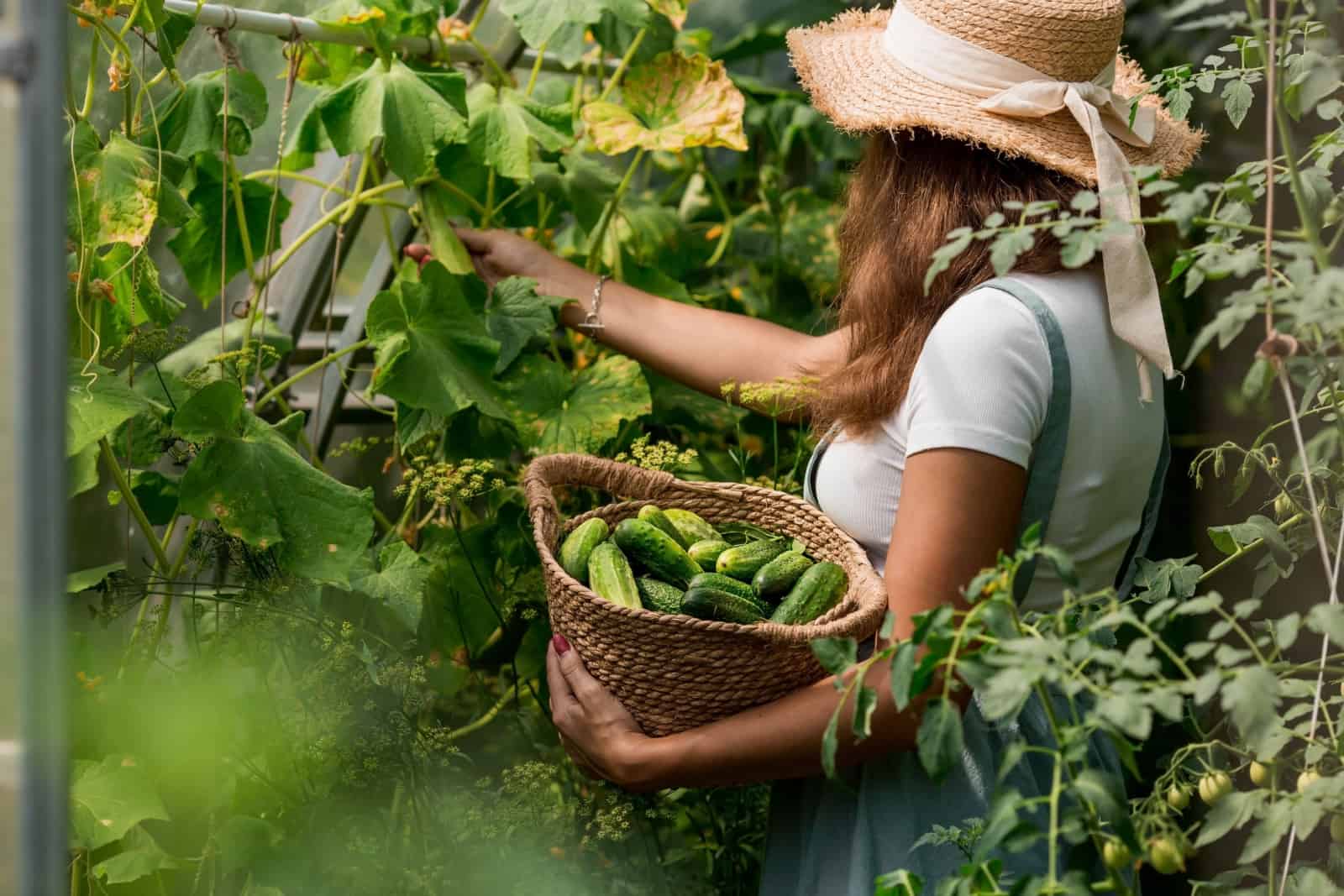A farmer woman in a cotton apron tears cucumbers in a greenhouse into a wicker basket