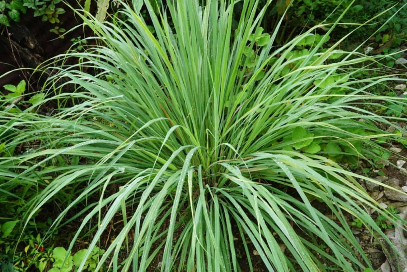 A healthy lemongrass plant with long leaf in the backyard