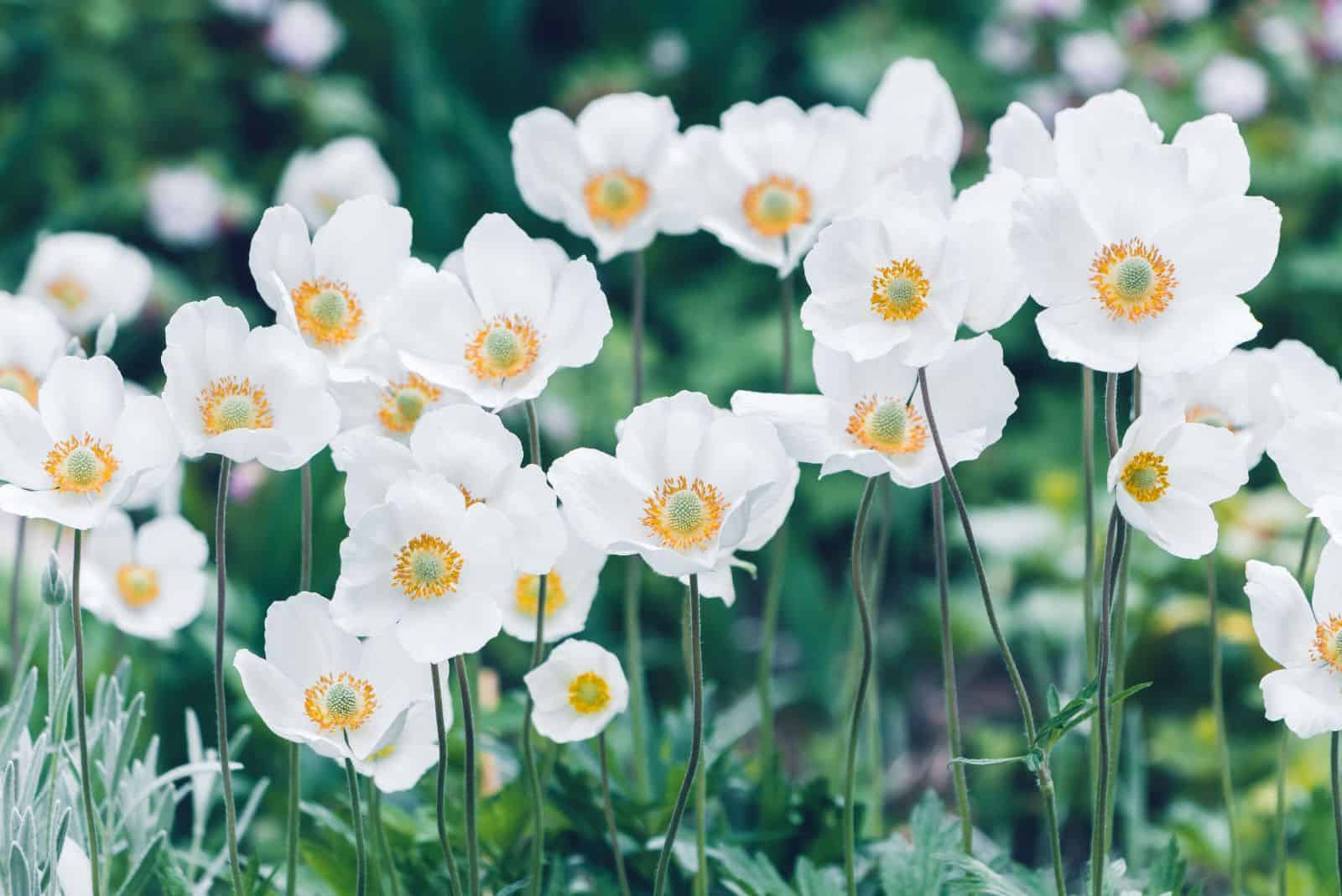 Anemone De Caen ‘Carmel White’