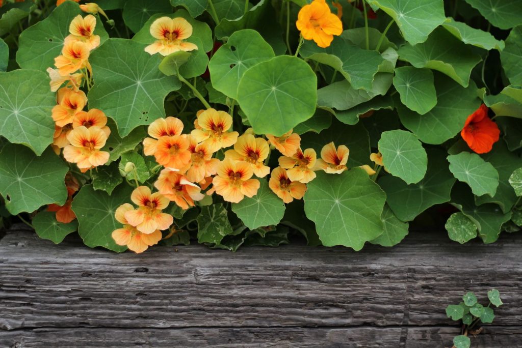 A Complete Guide For Growing Nasturtiums From Planting To Harvest
