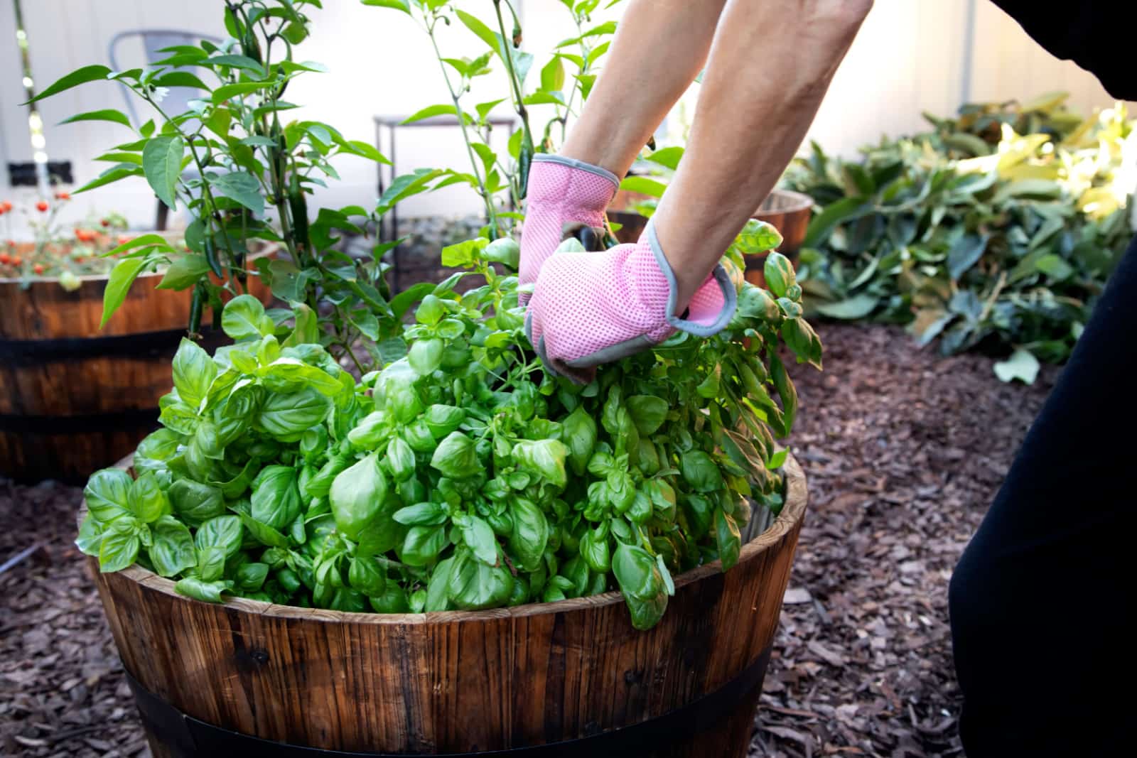 Basil being tended to in a garden planted in a wood barrel