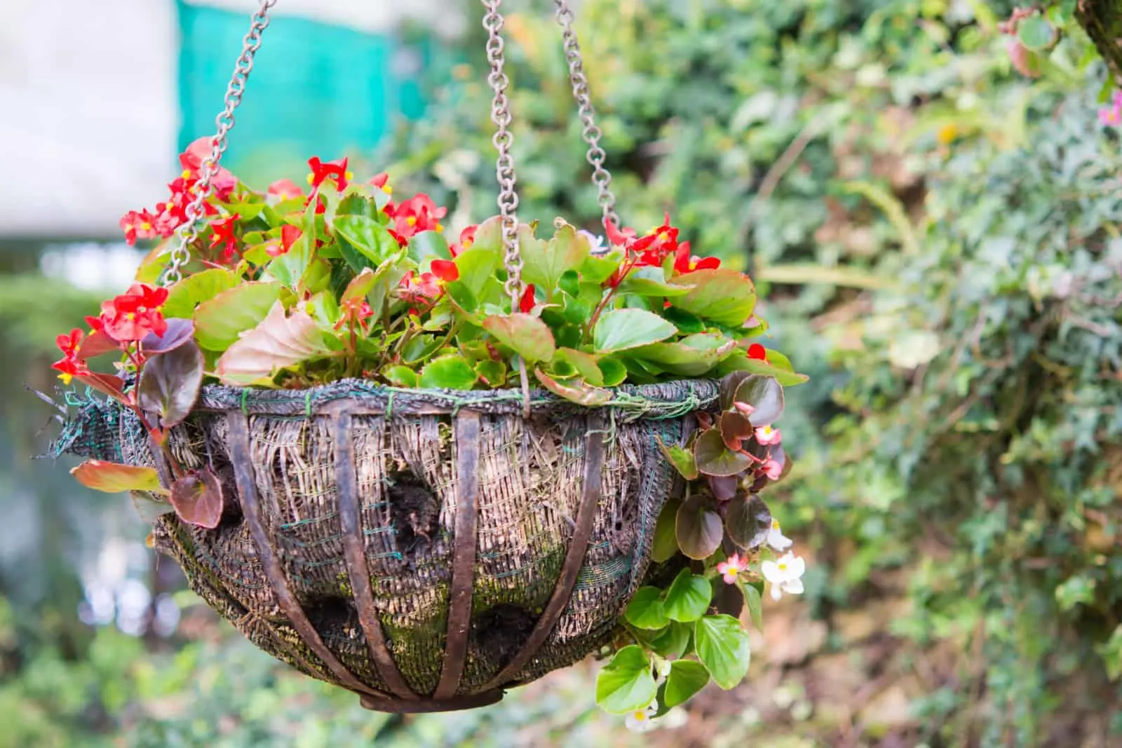 Beautiful flower hanging basket in the garden