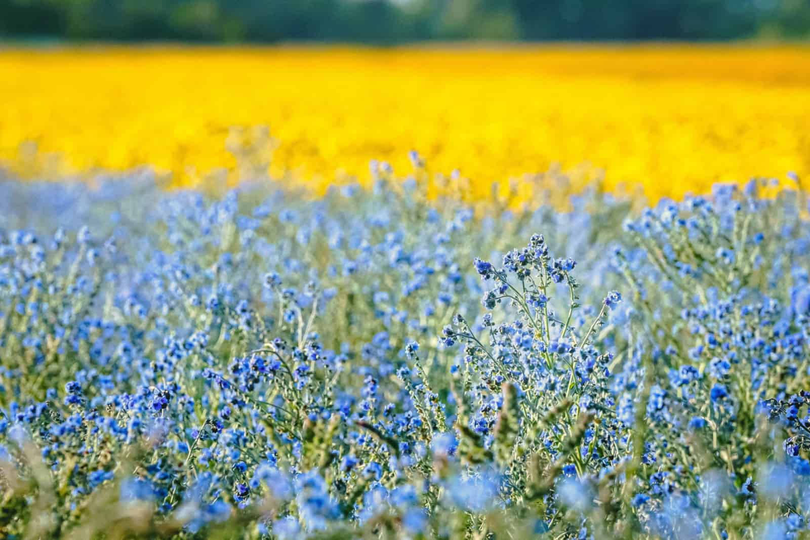 Beautiful little blue flowering flax flowers closeup waving in the wind