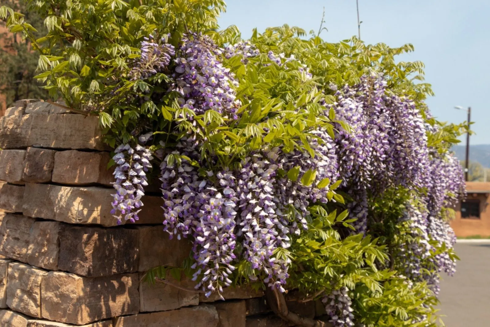 Beautiful purple flowers on Wisteria plant on a spring day