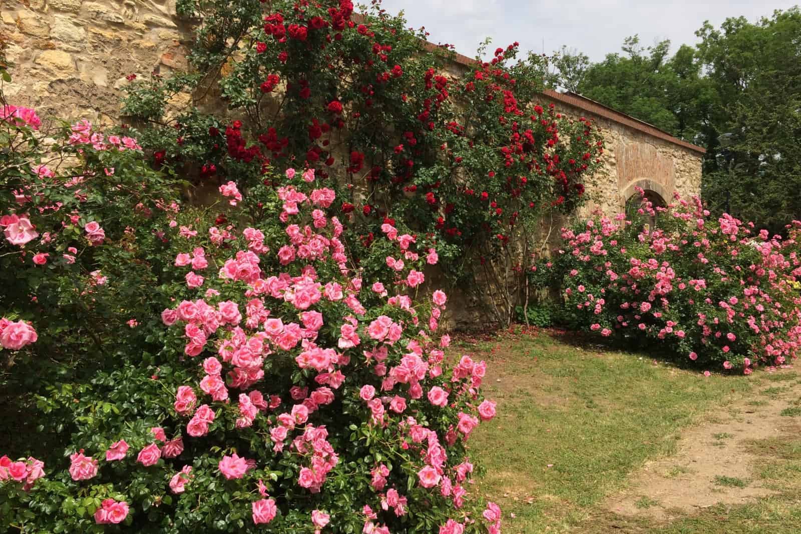Beautiful stone wall with pink rose