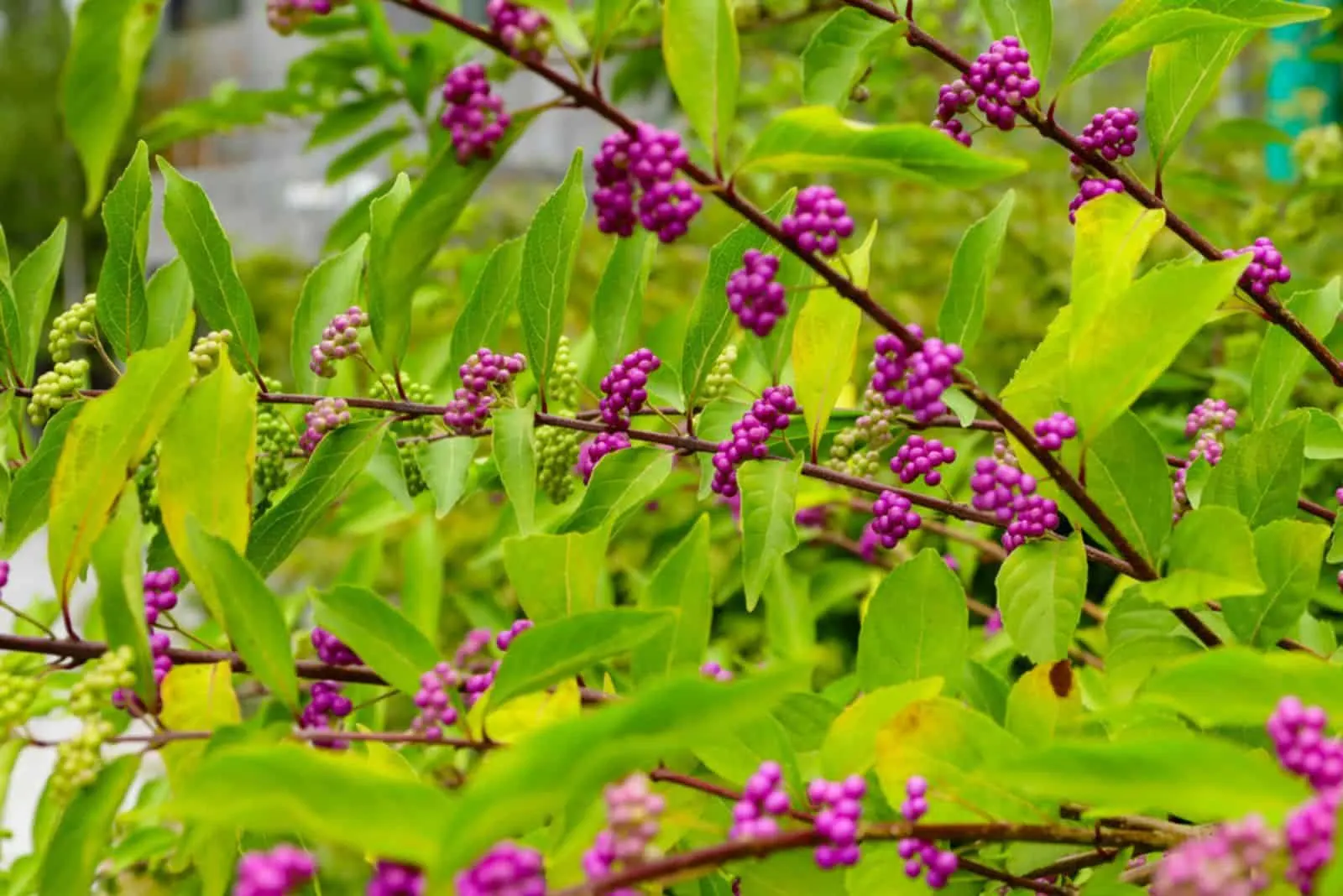 Beautyberry tree or American beautyberry