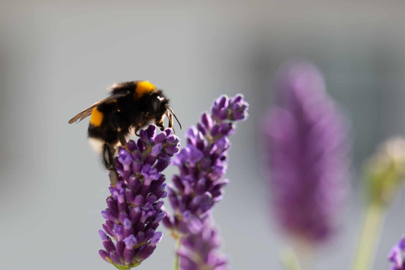 Bee pollination on a lavender flower