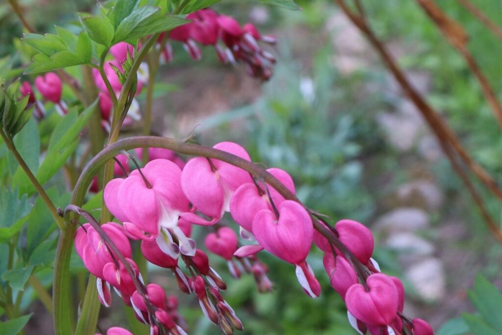 Bleeding Heart Bloom