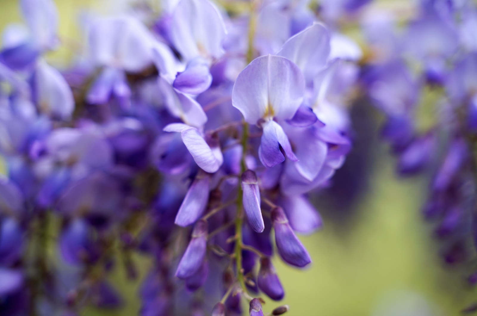 Blooming Wisteria