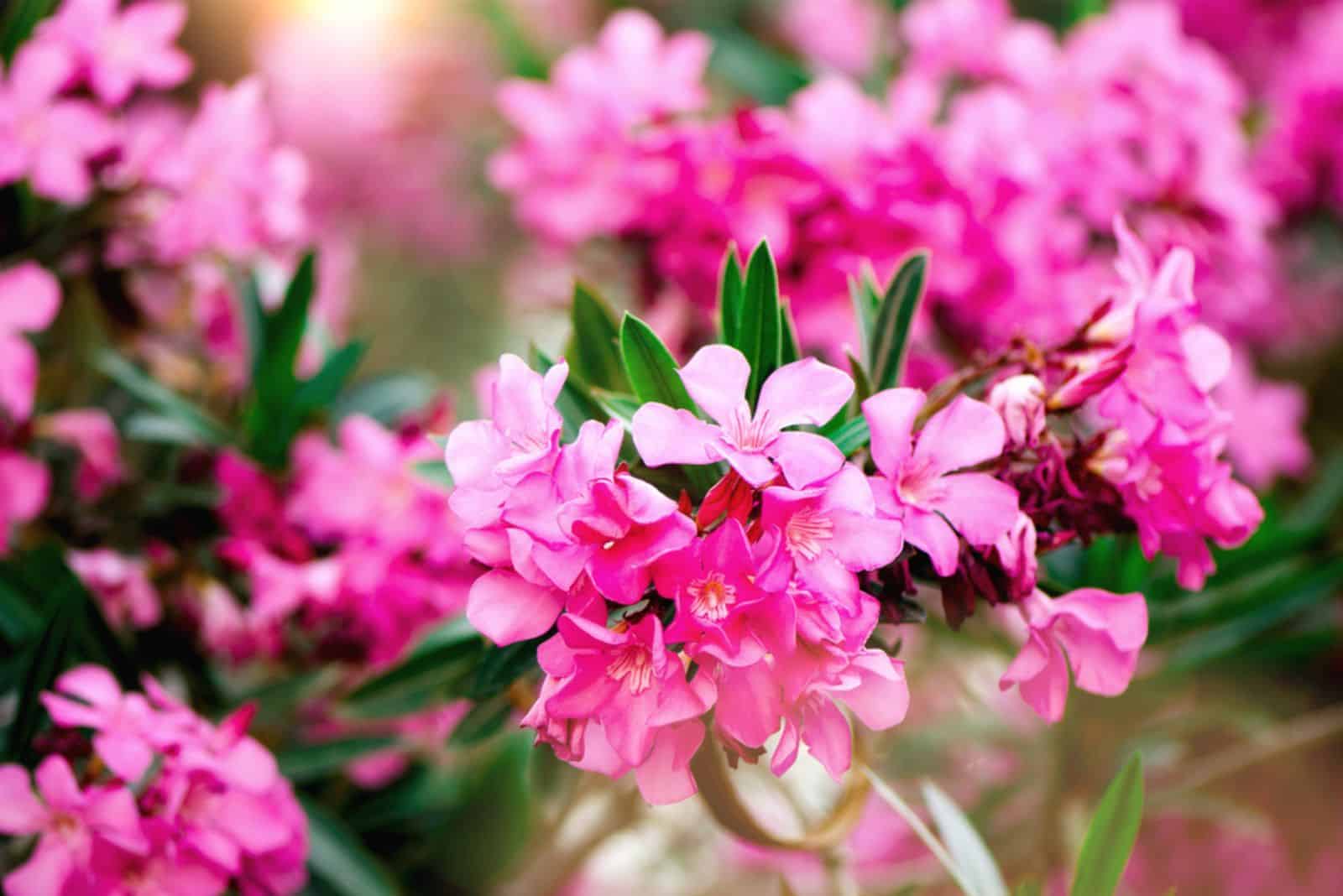 Blooming pink oleander flowers
