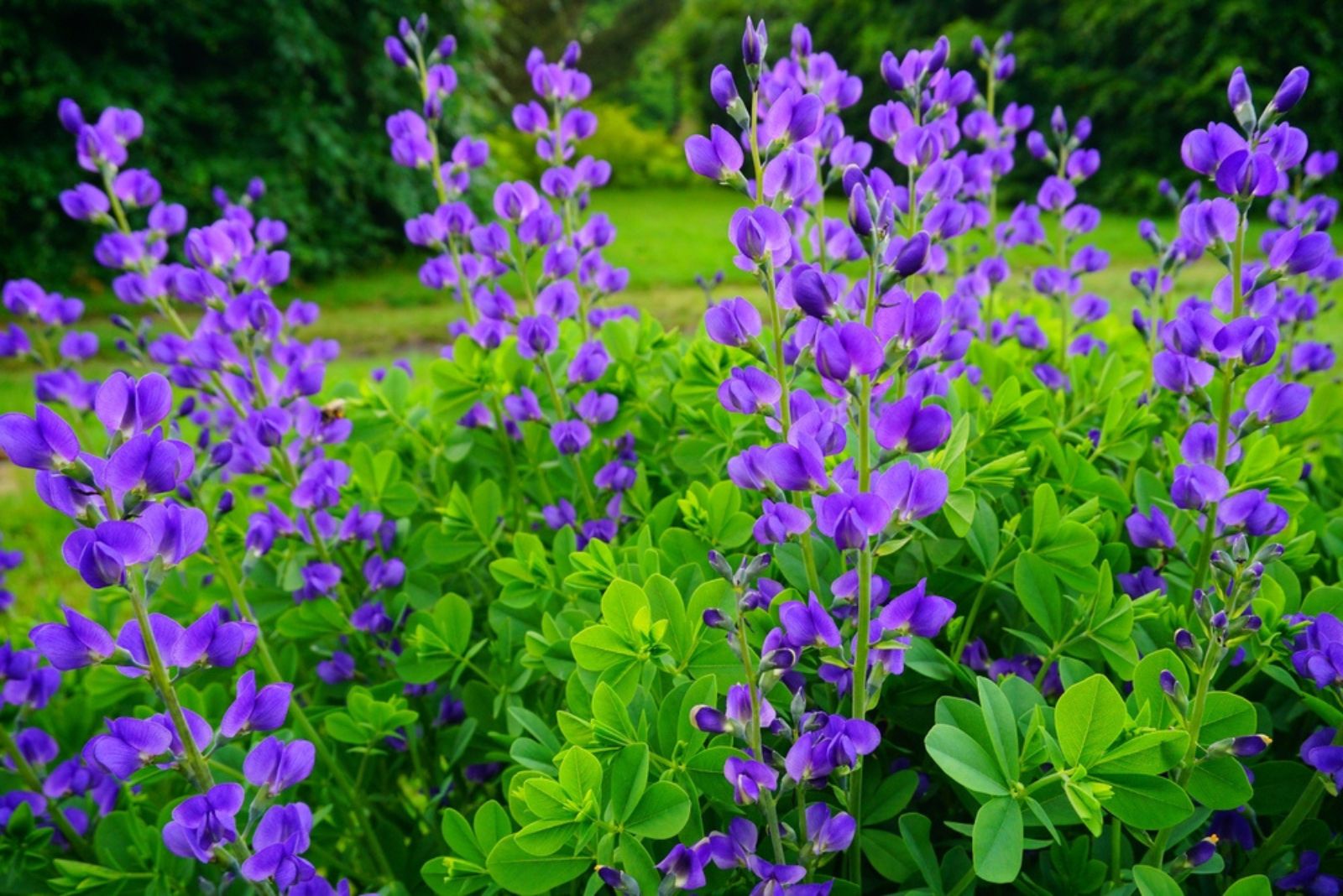 Blue False Indigo