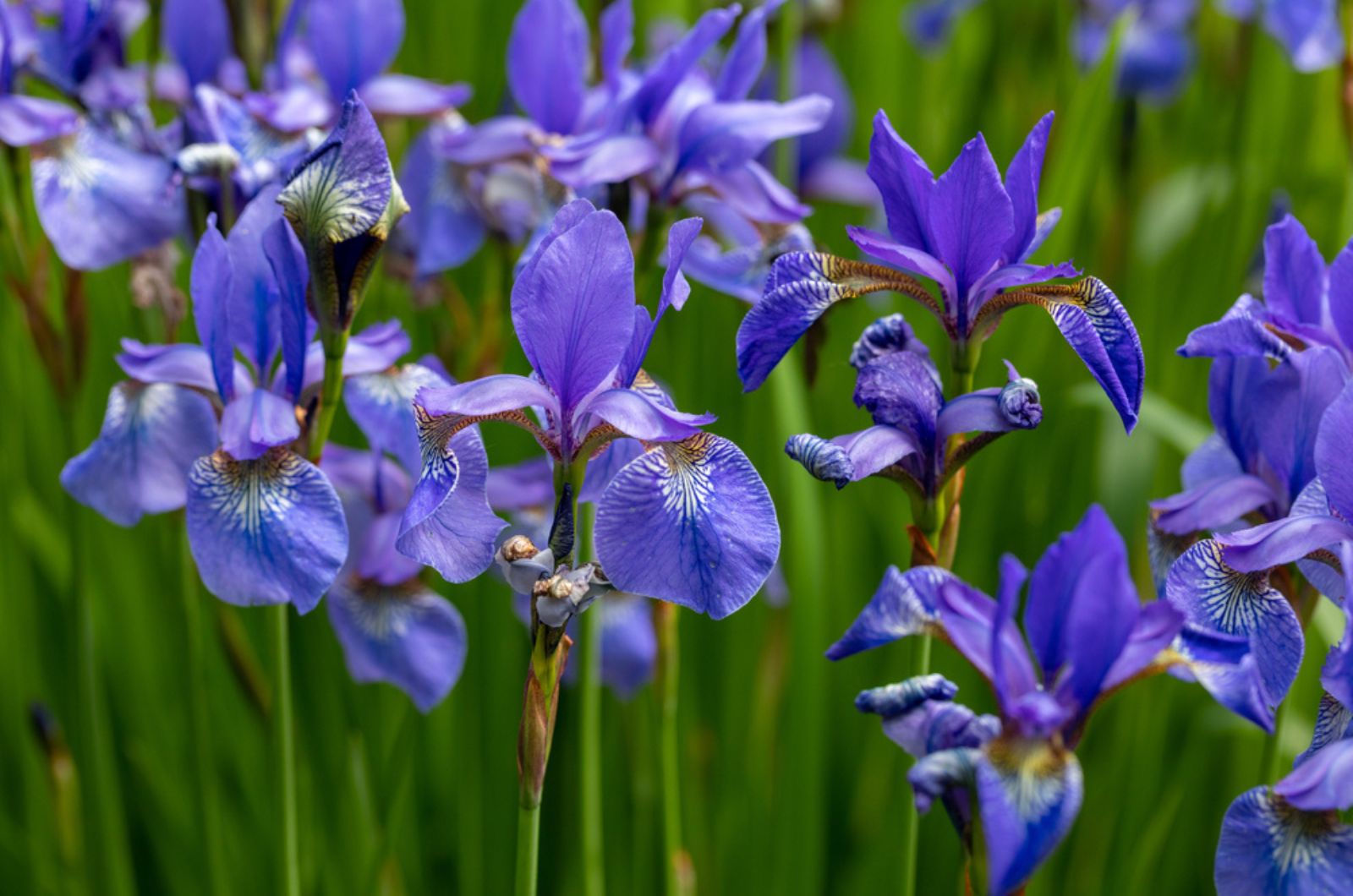 blue flag iris