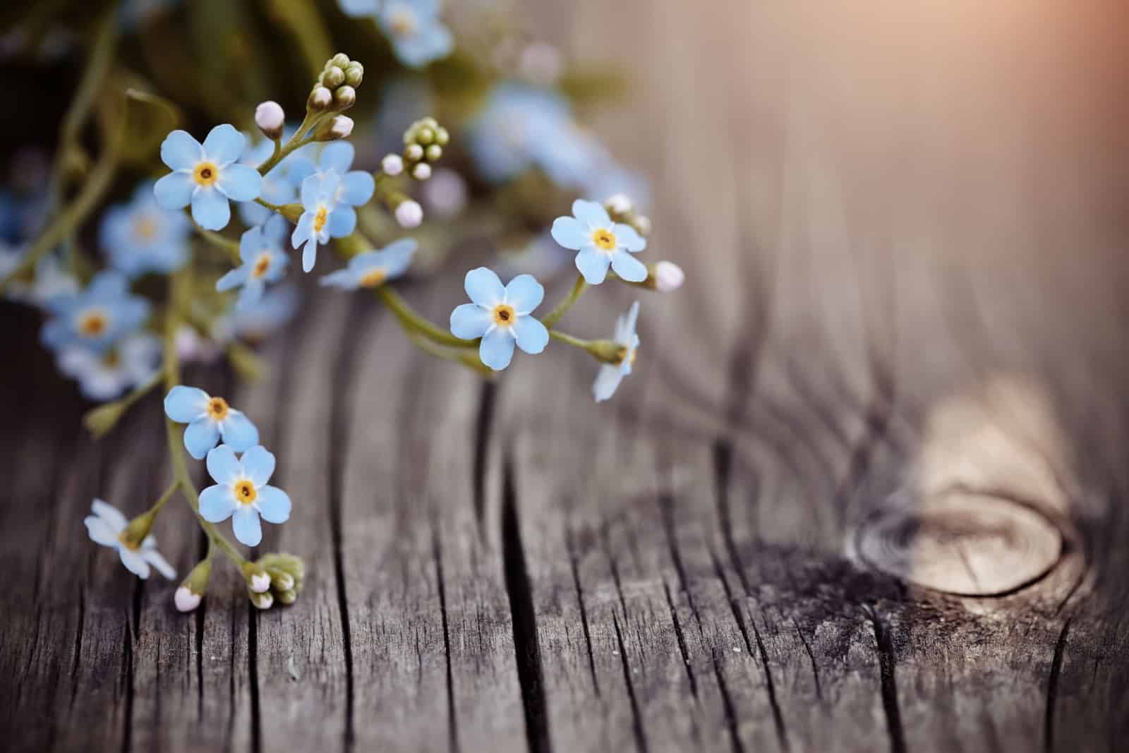 Blue forget-me-nots lie on a wooden table