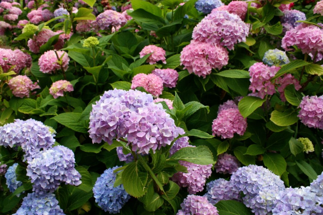 6 Gorgeous Types Of Hydrangeas For Your Garden Oasis