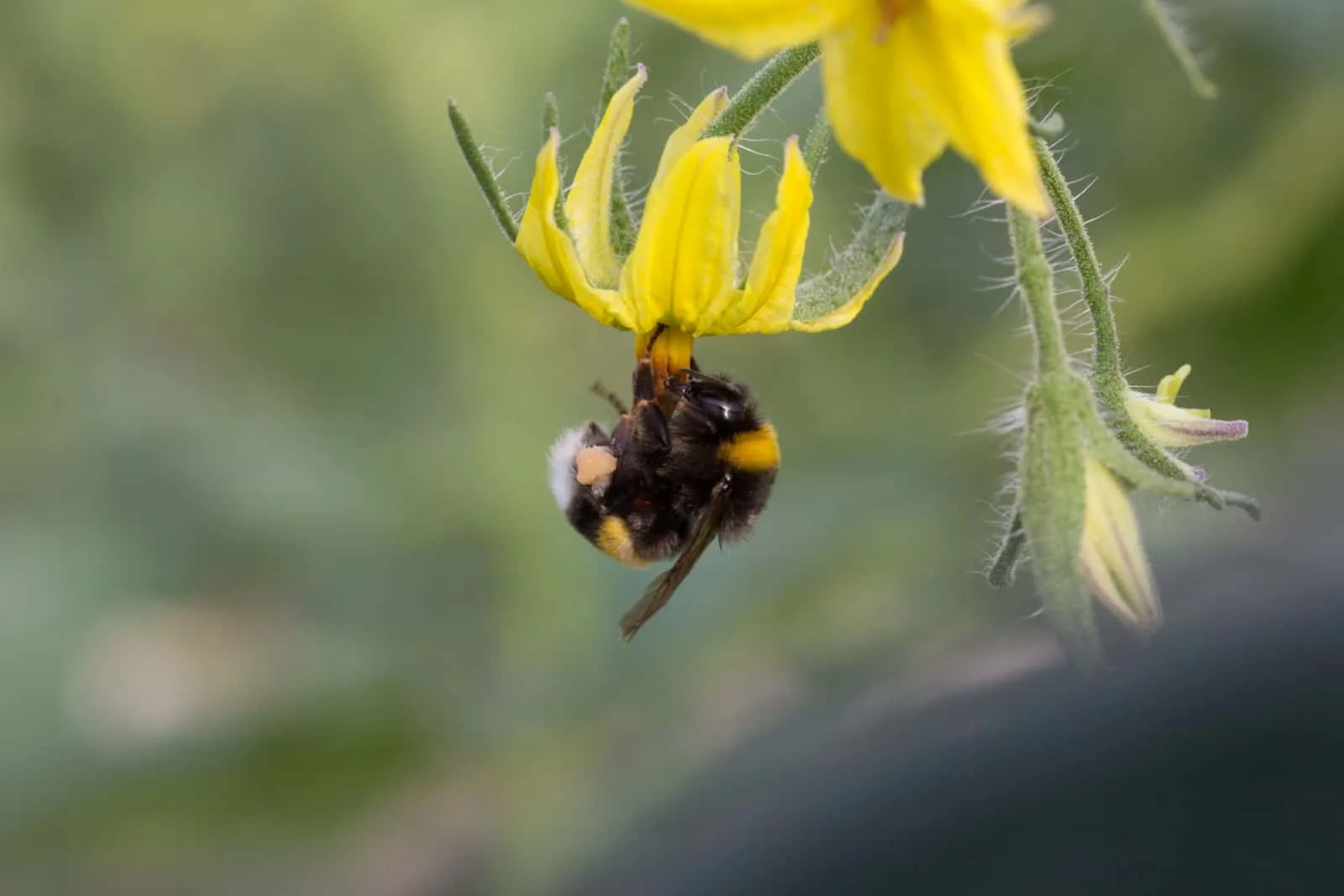 Bumblebee pollinating tomato flower