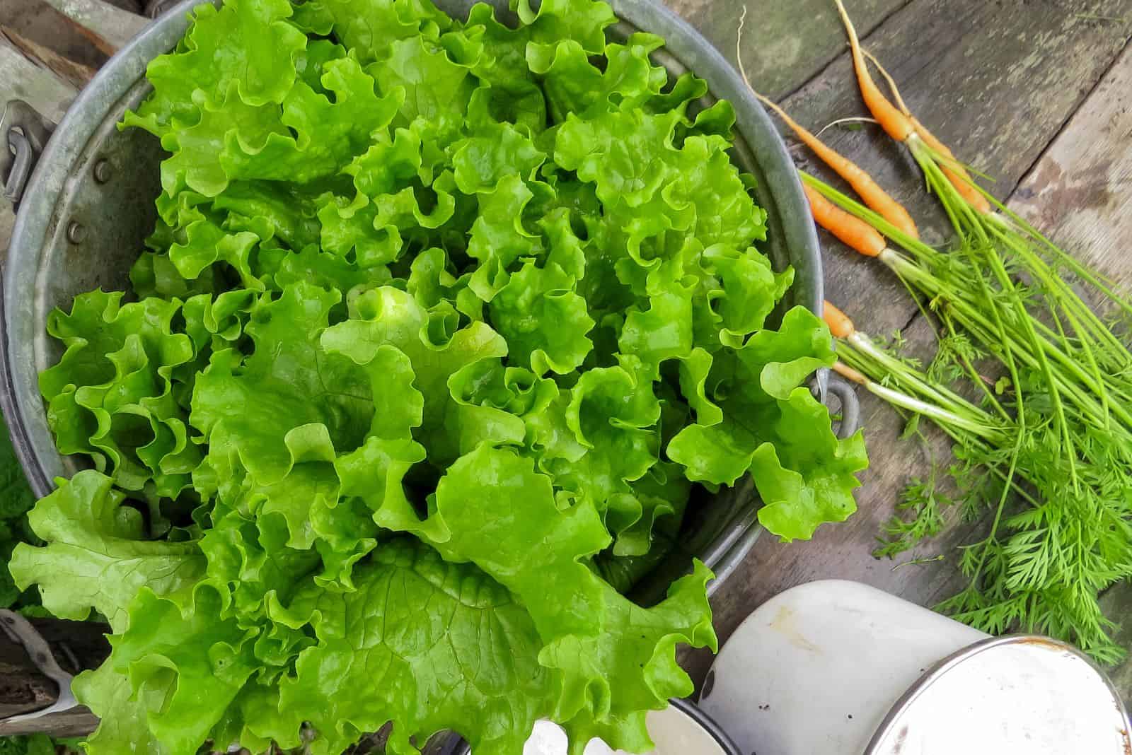 Bunch of fresh, green lettuce in a bucket