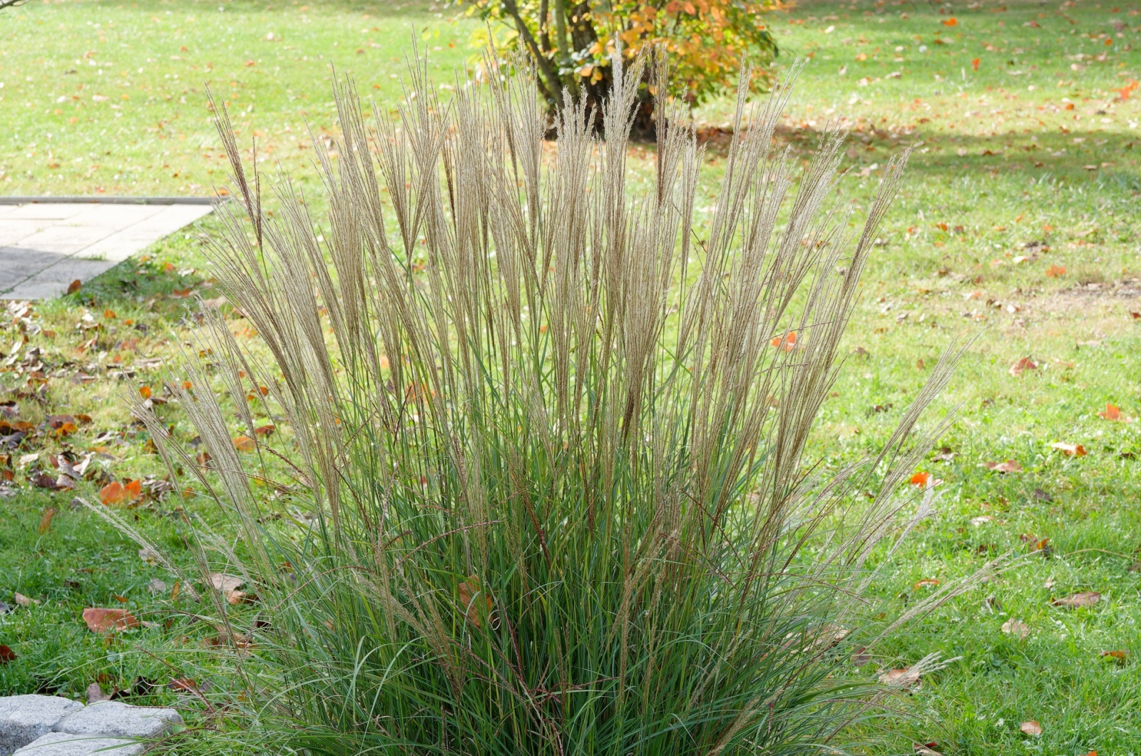 Calamagrostis Acutiflora