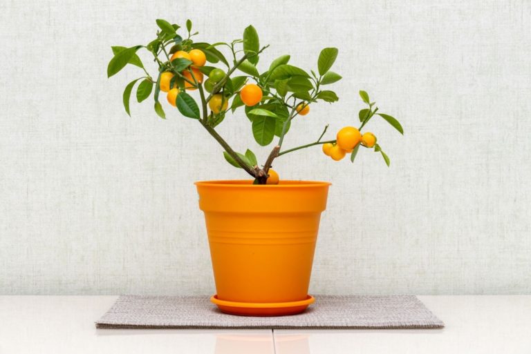 9 Fruit Trees That Can Grow And Thrive Indoors