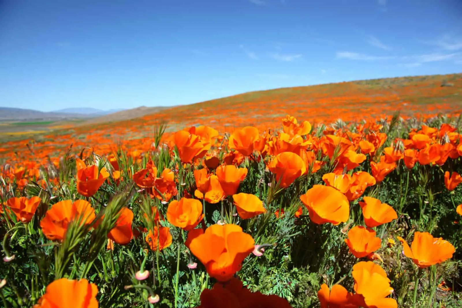 California Poppy field