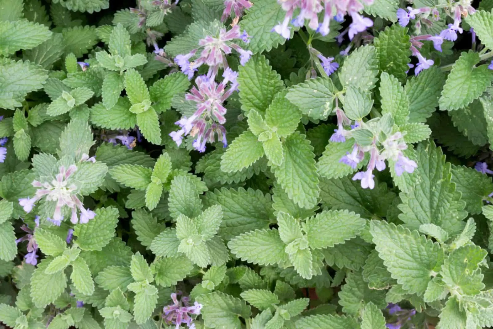 Catnip or catmint green herb