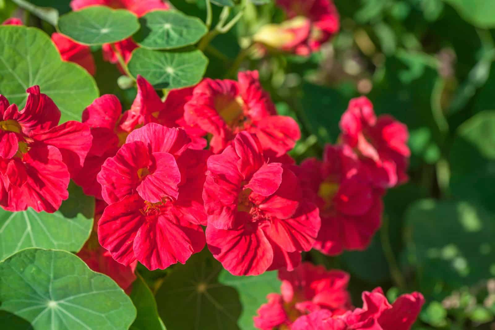 Cherry –rose colored Nasturtium