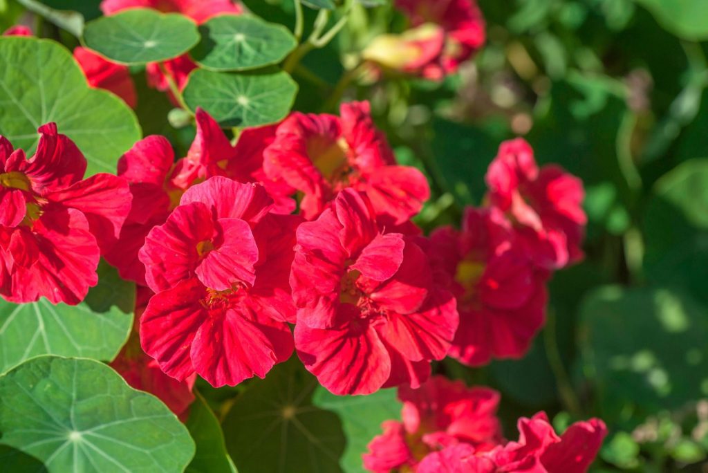 A Complete Guide For Growing Nasturtiums From Planting To Harvest