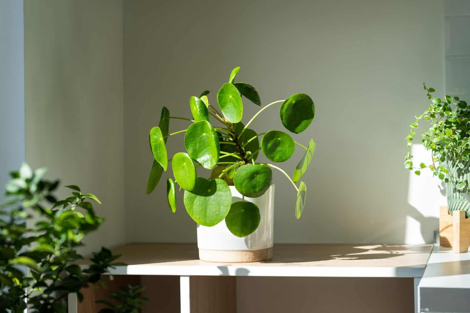 Chinese Money Plant in a white pot on the table