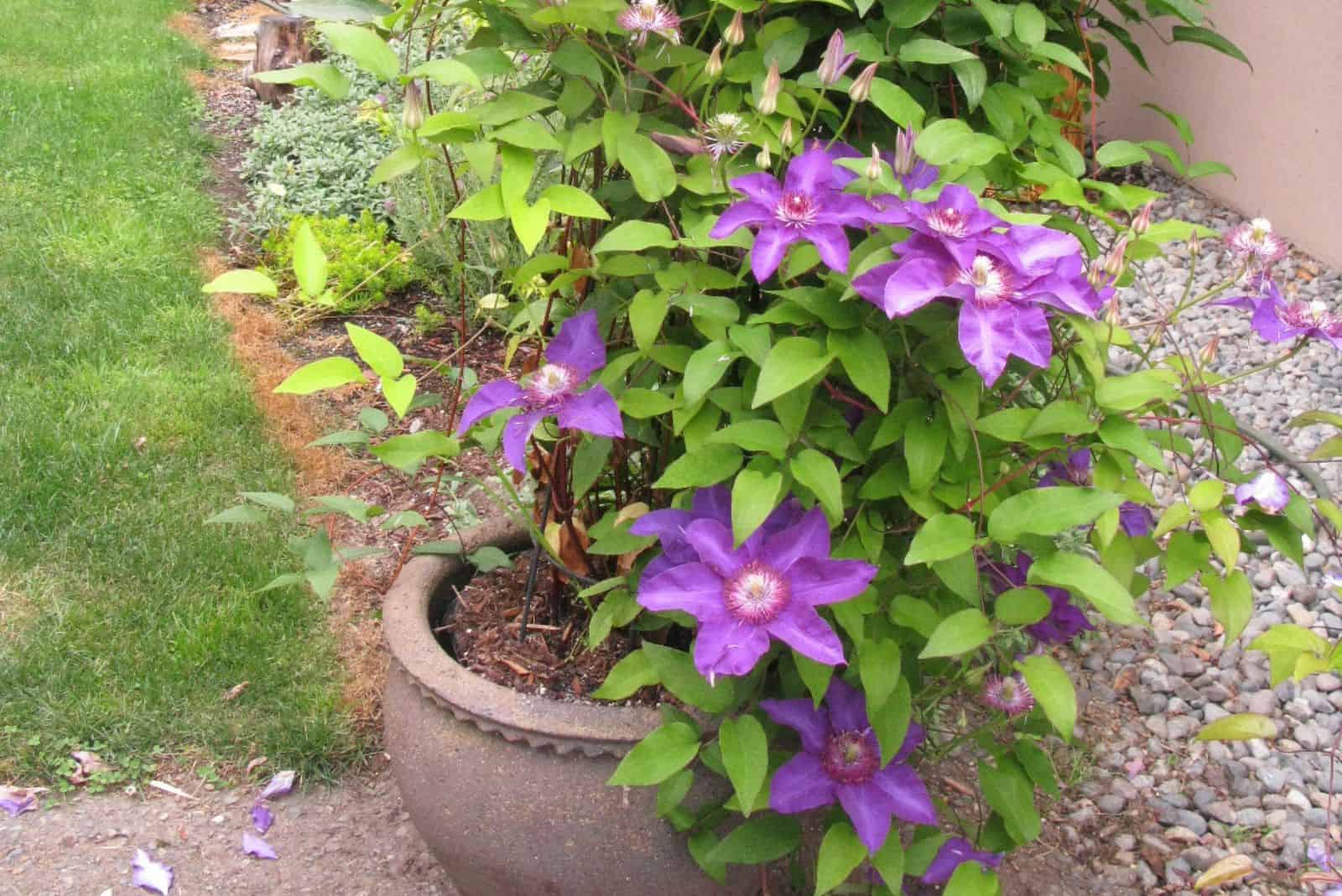 Clematis in a large stone pot